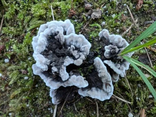 Thelephora cuticularis