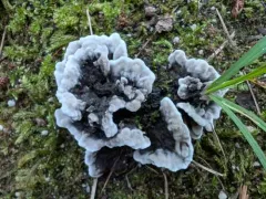 Thelephora cuticularis thumbnail 1
