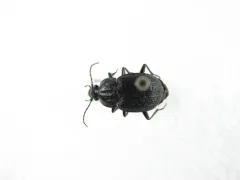 Chlaenius alternatus thumbnail 2