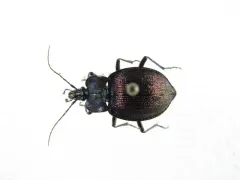 Large-thoraxed Snail-eating Beetle thumbnail 3