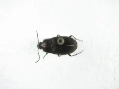 Brown Chlaenius Carabid thumbnail 2