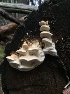 Antrodia heteromorpha thumbnail 2