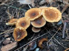 Crinipellis maxima thumbnail 2