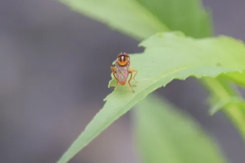 Orange-backed Calligrapher