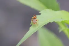 Orange-backed Calligrapher thumbnail 1
