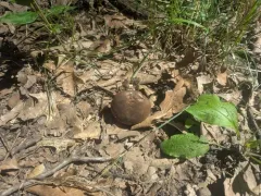 Cyanoboletus cyaneitinctus thumbnail 1