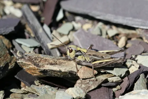 Arctic Grasshopper