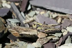 Arctic Grasshopper thumbnail 1