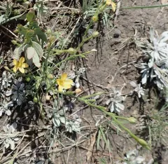 Wyoming Flax thumbnail 2