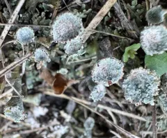 Rosette Pixie-cup Lichen thumbnail 2