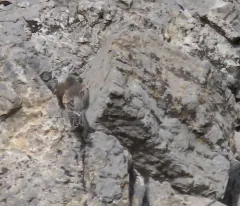 Black Rosy-Finch thumbnail 1