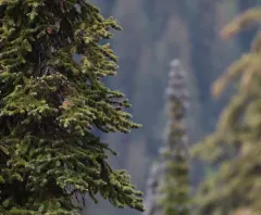 Red-tailed Chipmunk thumbnail 1