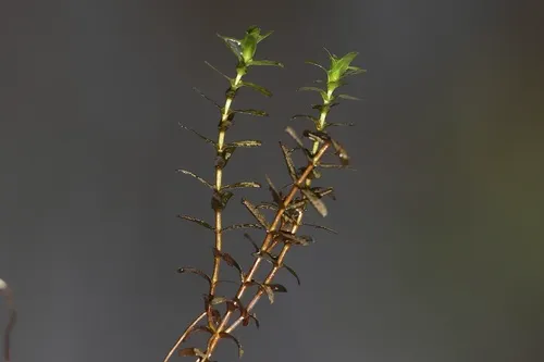 two-leaf waterweed