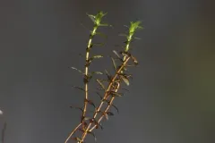 two-leaf waterweed thumbnail 1