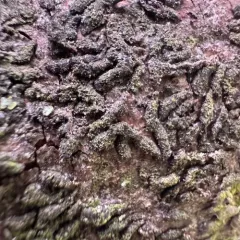 Oystershell Scale thumbnail 2