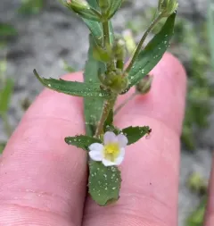 clammy hedge-hyssop thumbnail 2