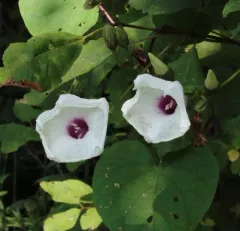 wild potato vine thumbnail 2