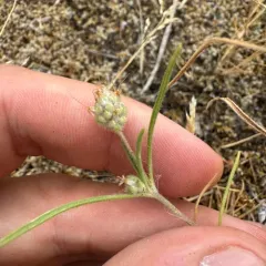Sand Plantain thumbnail 2