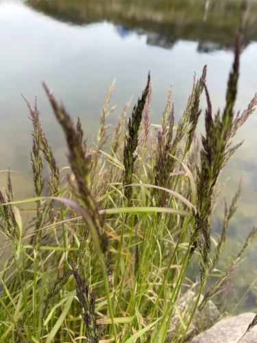 Scandinavian Small-reed