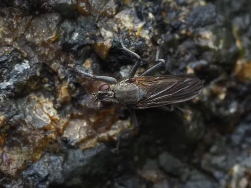 Large Shore Dung Fly