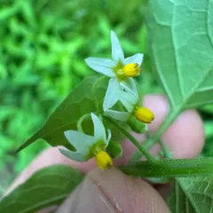 American black nightshade thumbnail 2