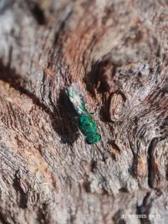 Caenochrysis doriae thumbnail 3