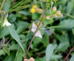 Manchester Treble-bar Moth thumbnail 1
