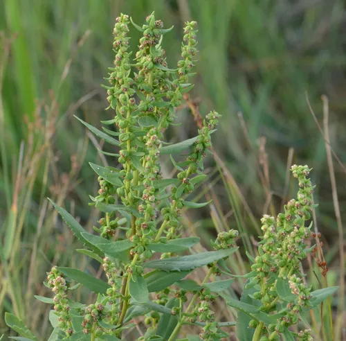 marsh elder