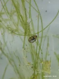 Cypridopsis vidua thumbnail 2