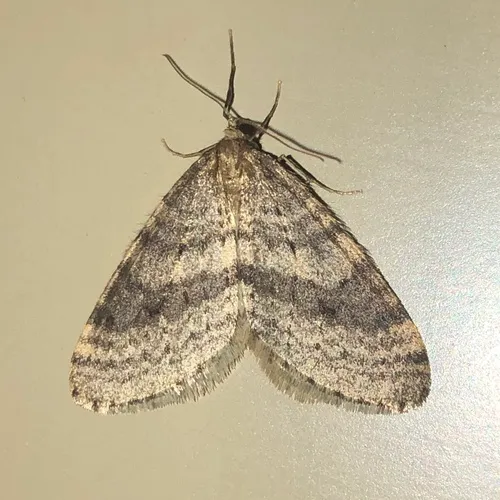 Bruce Spanworm Moth