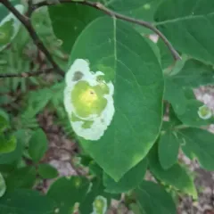 Leucanthiza dircella thumbnail 2