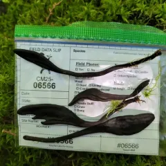 Common Black Earth Tongue thumbnail 4