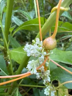 Cuscuta saururi thumbnail 3