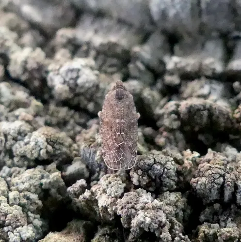 Catonia carolina