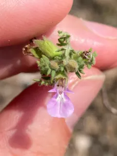 Cut-leaved Germander thumbnail 2