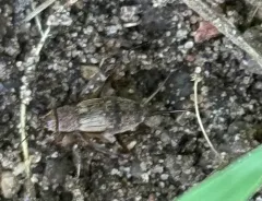 Spotted Ground Cricket thumbnail 2