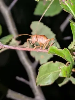 Carolina Leafroller Cricket thumbnail 2