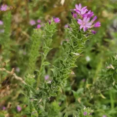 denseflower willowherb thumbnail 1