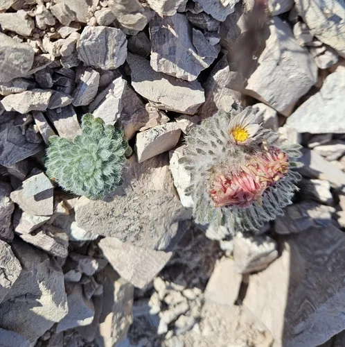 Yellowstone grounddaisy