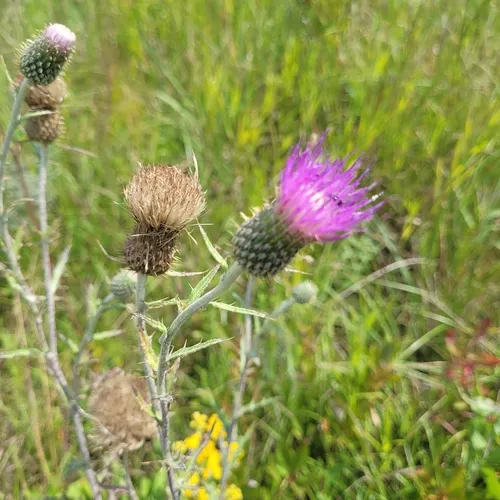 Flodman's thistle