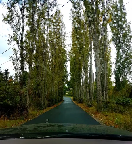 Black Poplar