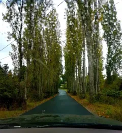 Black Poplar thumbnail 1