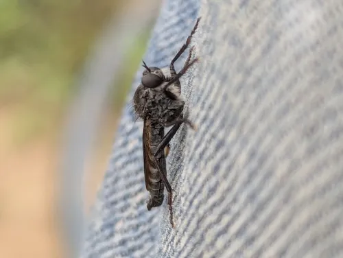 Machimus callidus