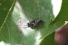 Nysson tristis thumbnail 2