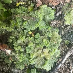 Cavernous Crystalwort thumbnail 3