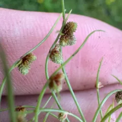 Small-Flower Halfchaff Sedge thumbnail 2