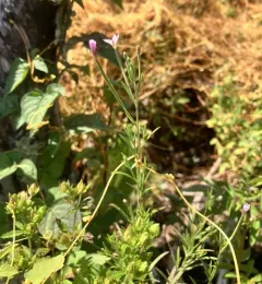 Linear-leaf Willowherb thumbnail 2
