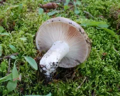 Blackening Russula thumbnail 3