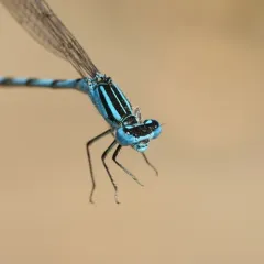 Big Bluet thumbnail 2