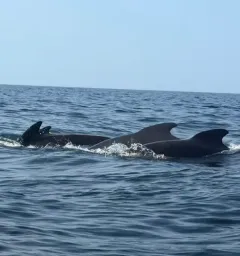 Long-finned Pilot Whale thumbnail 2